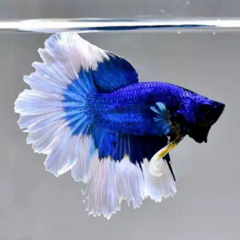 Types of Betta Fish - Butterfly Betta
