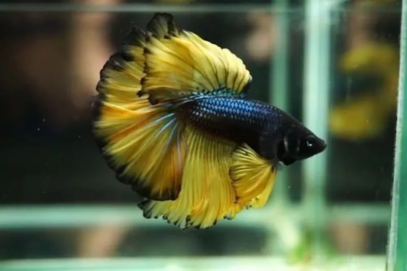 Types of Betta Fish - Mustard Gas Betta