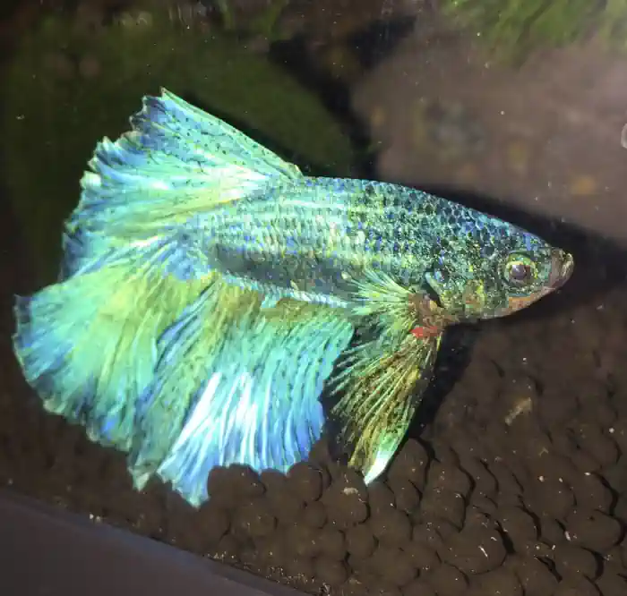 velvet - betta fish diseases