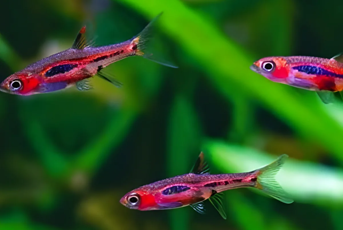 phoenix rasbora